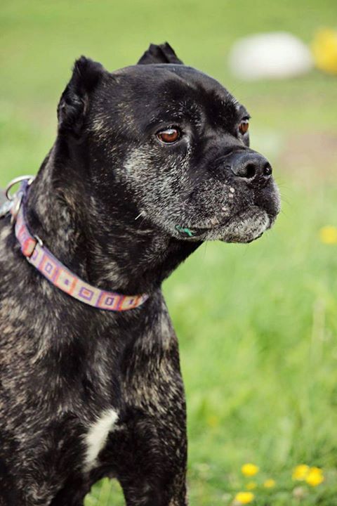 u Bostonka coraz lepiej :)